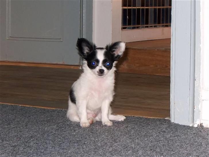 Blanding af racer Egon - Egon som lille billede 9