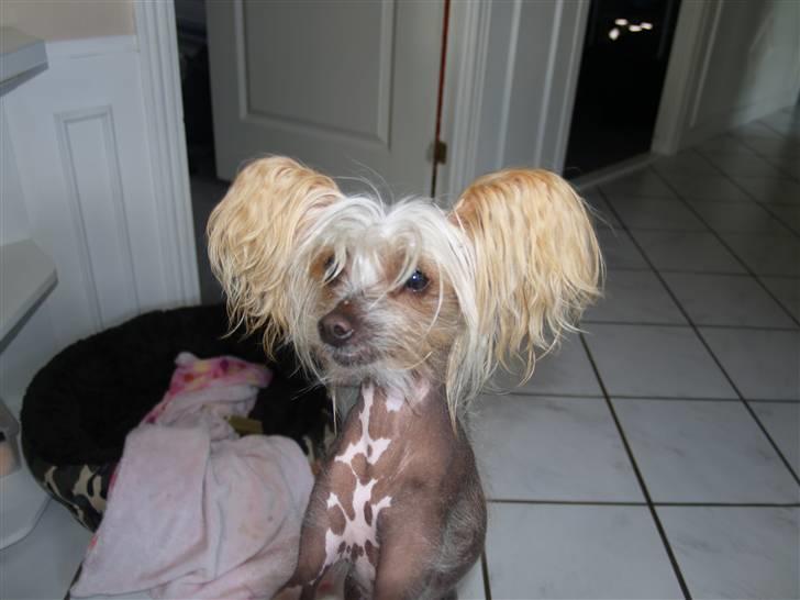 Chinese crested hårløs Dee-dee billede 1