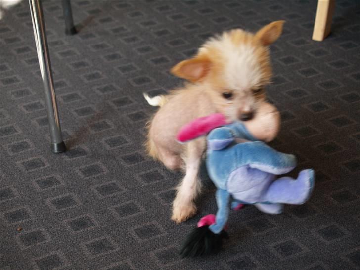 Chinese crested hårløs Dee-dee - dræber lige sin bamse   9 uger billede 2