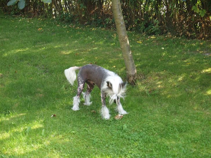 Chinese crested hårløs Dee-dee - her er han også  billede 3