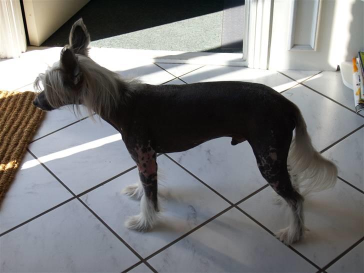 Chinese crested hårløs Dee-dee - min nye ven  billede 4