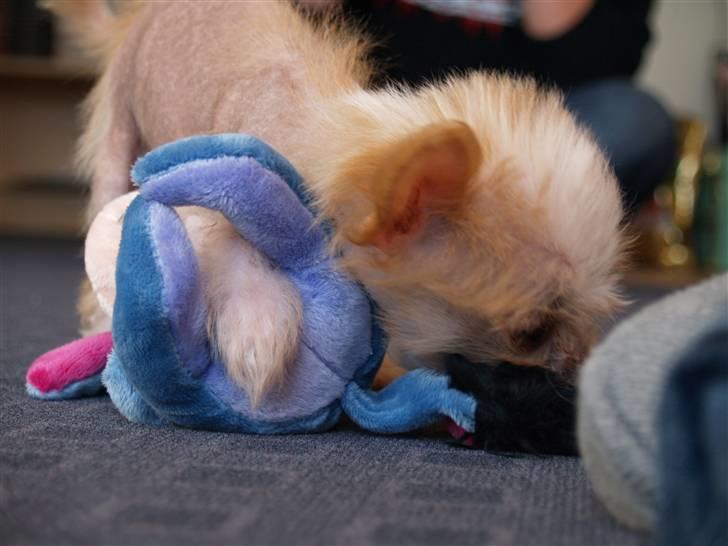 Chinese crested hårløs Dee-dee billede 5