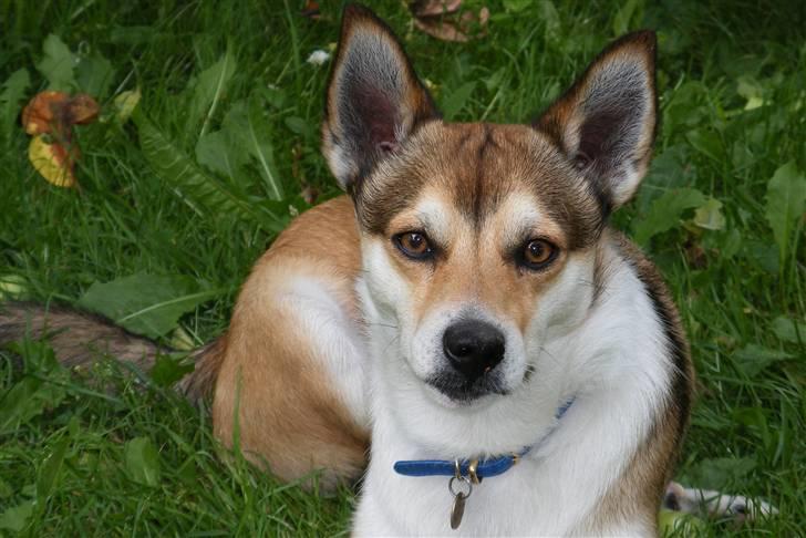 Norsk lundehund Løvheims Forseti / Fossi 4.3.05 - 13.1.14 - sommer 2006 billede 13