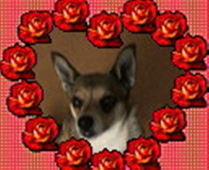 Norsk lundehund Heldager's Liv - telefonbillede okt´07 billede 13