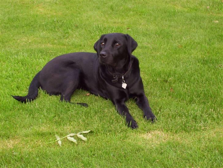 Labrador retriever Sussie billede 1