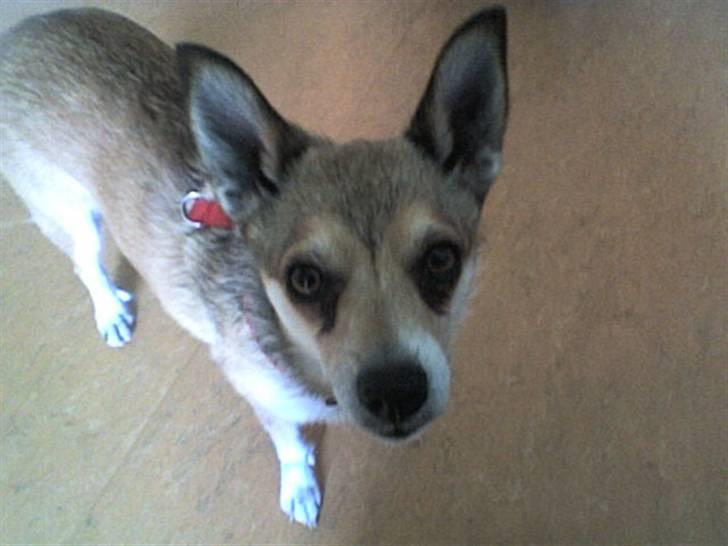 Norsk lundehund Heldager's Liv - telefonbillede okt´07 billede 14