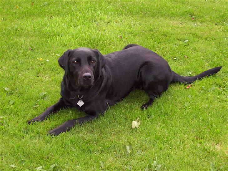 Labrador retriever Sussie billede 2