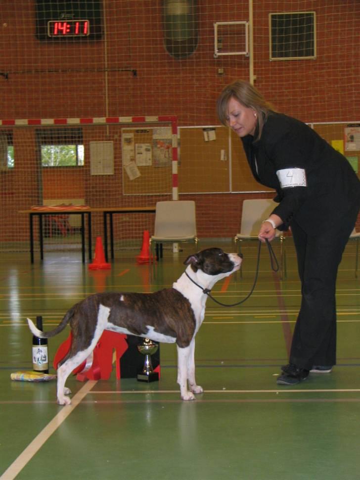 Amerikansk staffordshire terrier True Staff´s All eye´s on billede 14