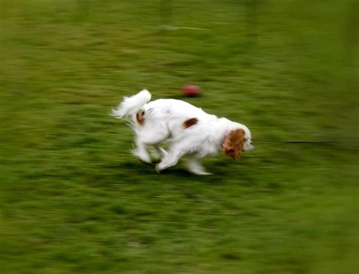 Cavalier king charles spaniel Perle R.I.P. 9. maj 2012  - Jeg er en sprinter, når det kommer til stykket. billede 20