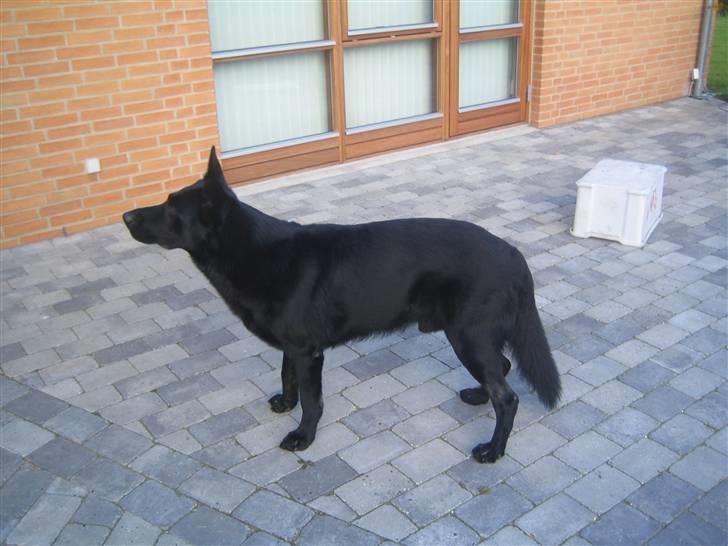 Schæferhund Lacelles Ming  billede 1