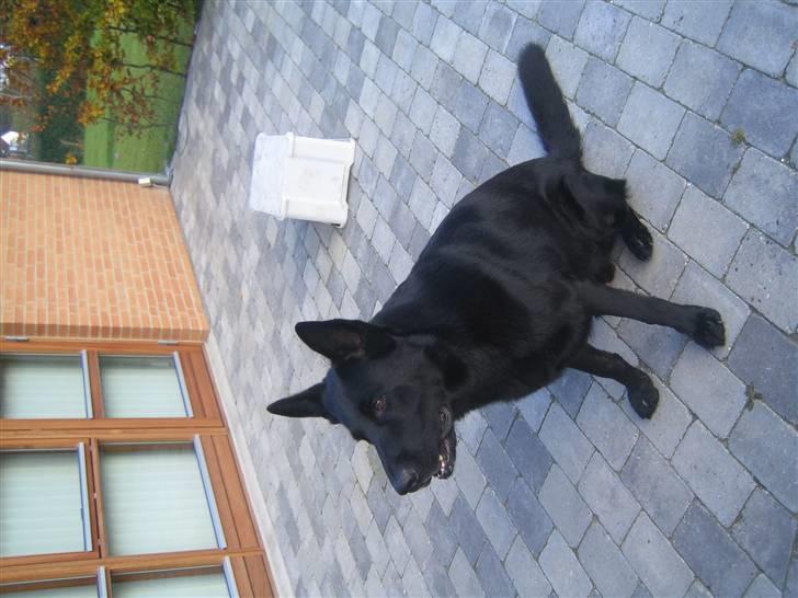 Schæferhund Lacelles Ming  billede 2