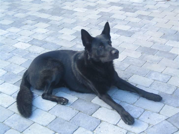 Schæferhund Lacelles Ming  billede 3