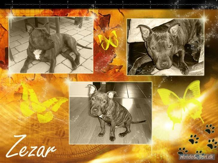 Staffordshire bull terrier "Zezar"   billede 16