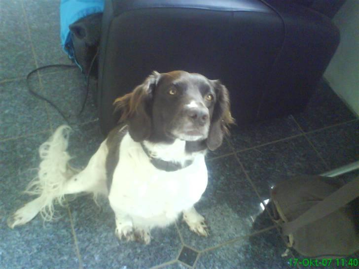 Kleiner münsterländer Zitta - sej måde at sidde på.? billede 10