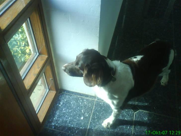 Kleiner münsterländer Zitta - Zitta, Hvem er det der kommer..?? billede 12