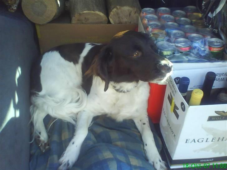 Kleiner münsterländer Zitta - Zitta i bilen med alle kuffeter. (Vi skulle jo nødig glemme hende)  ;) billede 13