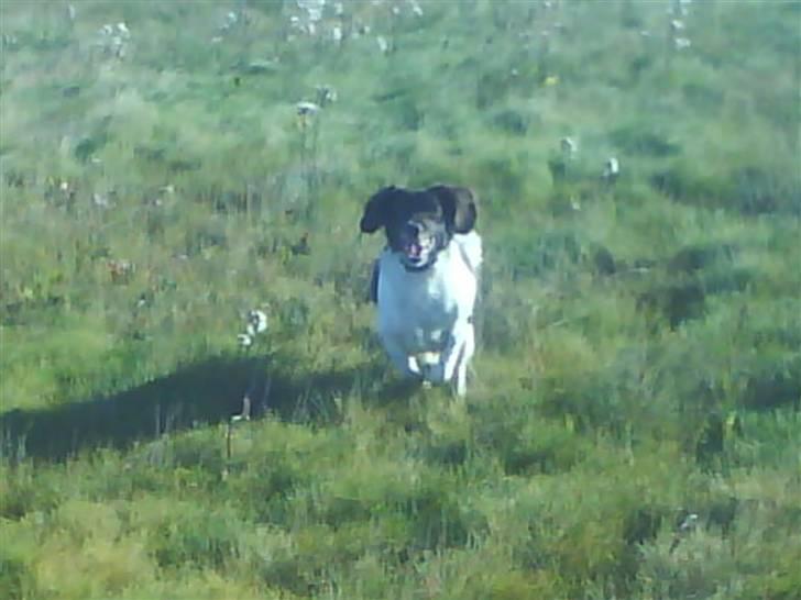 Kleiner münsterländer Zitta - Zitta på Jagt.. Hun elsker det. <3 billede 14