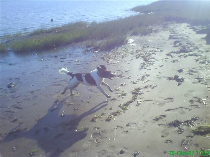 Kleiner münsterländer Zitta - HAHA. Zitta hygger sig ved vandet. <3 billede 15