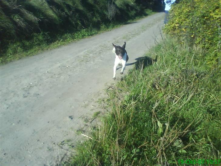 Kleiner münsterländer Zitta - Haha. Seje øre. Zitta løber mod vinden.. billede 16