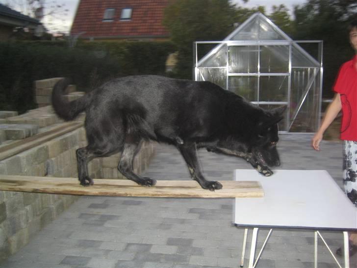 Schæferhund Lacelles Ming  billede 4