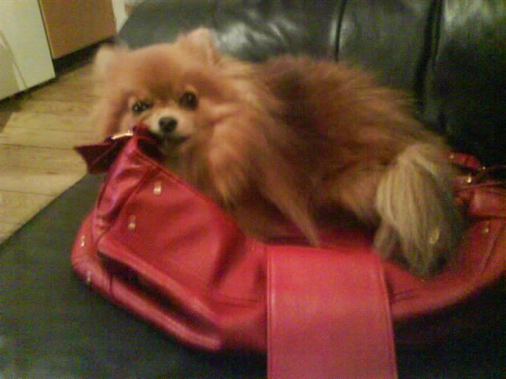 Pomeranian Chanel, Wieberg's Højbo - Mugge-pigen=) billede 1