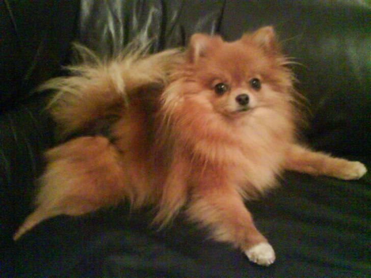 Pomeranian Chanel, Wieberg's Højbo - Lille Nelle igen! billede 2