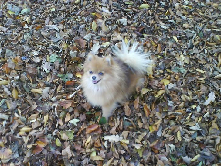 Pomeranian Chanel, Wieberg's Højbo - Blade er det bedste Chanel ved, så her er hun i paradis;) billede 3