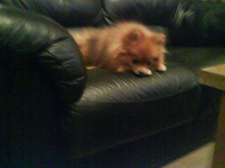 Pomeranian Chanel, Wieberg's Højbo - Haha Max, jeg har taget din plads først:P billede 4