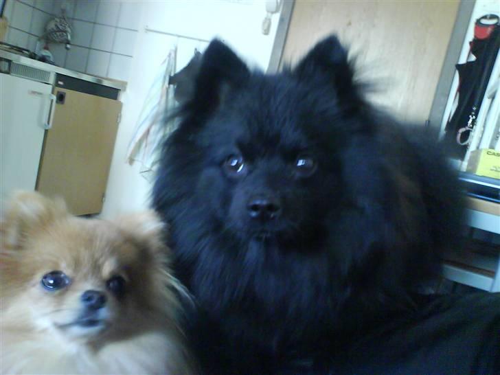 Pomeranian Chanel, Wieberg's Højbo - Verdens sødeste hunde.. billede 5