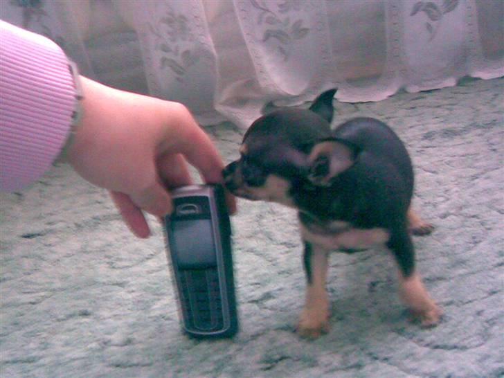 Russisk toy terrier my honey bun billede 1