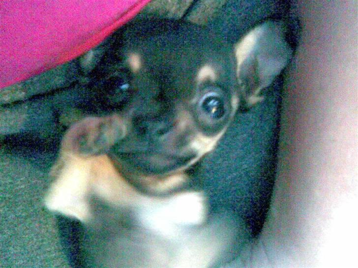 Russisk toy terrier my honey bun billede 2