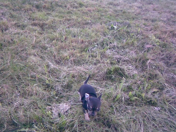 Russisk toy terrier my honey bun billede 3