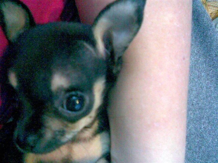Russisk toy terrier my honey bun billede 4