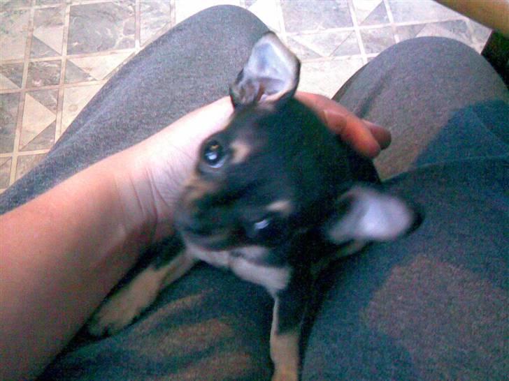 Russisk toy terrier my honey bun billede 5