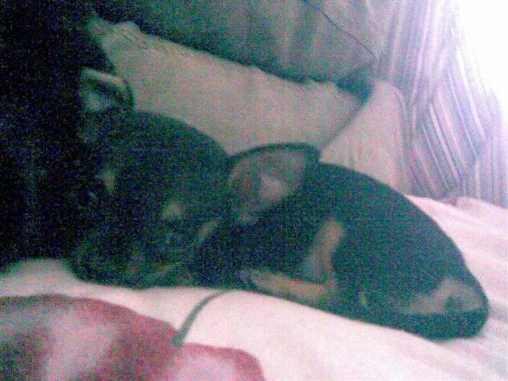 Russisk toy terrier my honey bun billede 6