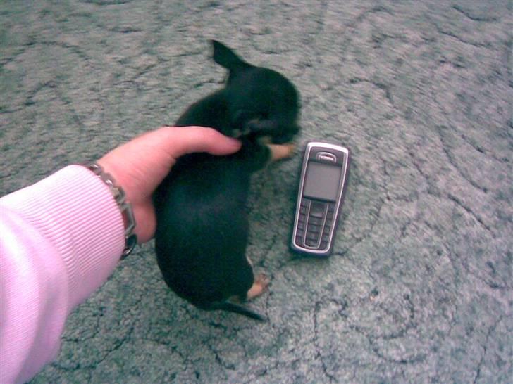 Russisk toy terrier my honey bun billede 7