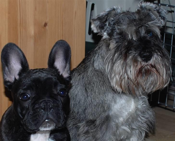 Dvaergschnauzer Muffe - Dejlig dag med Koda ;o) billede 8