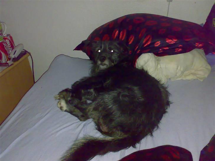 Blanding af racer Elvis - skal jeg virkeligt op nu`? mor er da ellers lige gået... billede 12