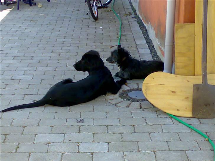 Blanding af racer Elvis - er du nu sikke rpå det ikke var en kat? billede 13