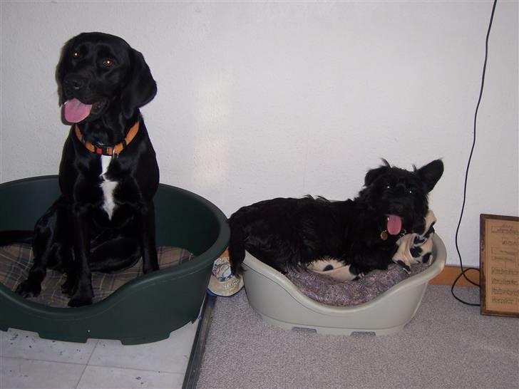 Blanding af racer Molly - Molly og hendes bedste ven Scottie. :) billede 5