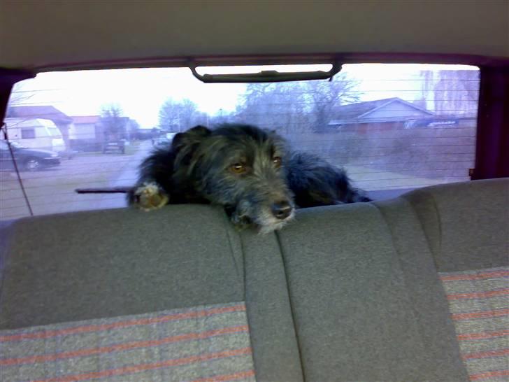 Blanding af racer Elvis - arhj... skal vi allerede hjem mor? billede 15