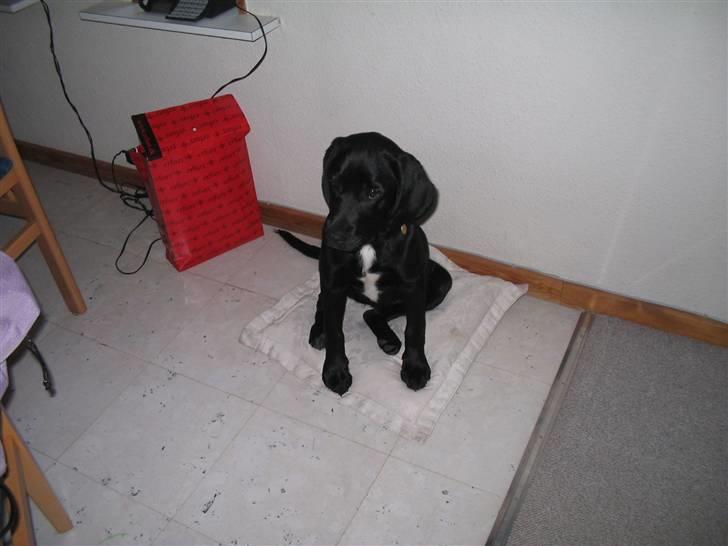 Blanding af racer Molly - Hun er ikk så gammel på det billede.. billede 6