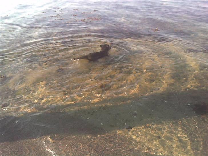 Blanding af racer Elvis - jeg gik helt selv ud i vandet... billede 16