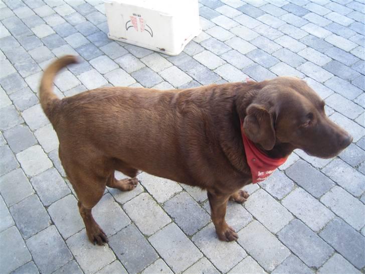 Labrador retriever Guffie billede 1