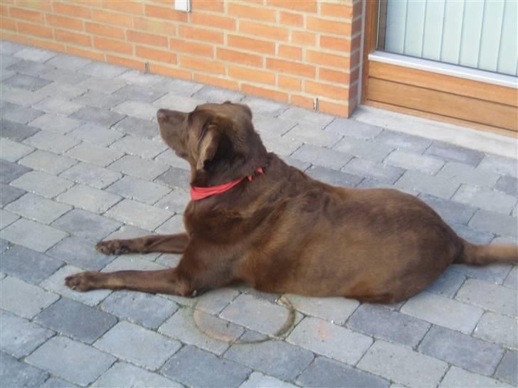 Labrador retriever Guffie billede 2