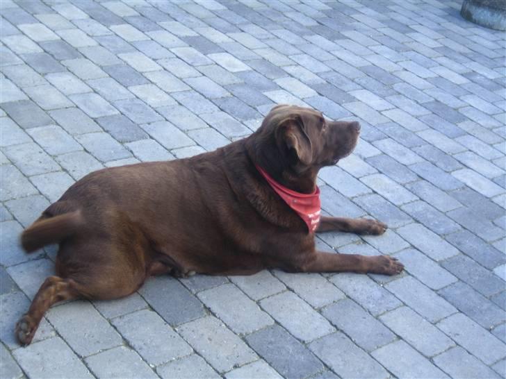 Labrador retriever Guffie billede 3