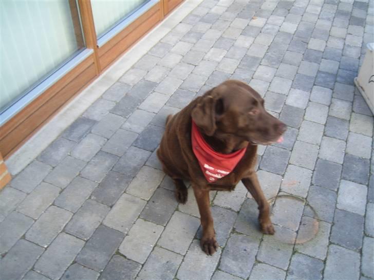 Labrador retriever Guffie billede 4