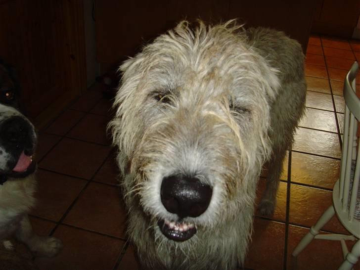 Irsk ulvehund ~Fanta~ - Hiihi.. xD billede 20