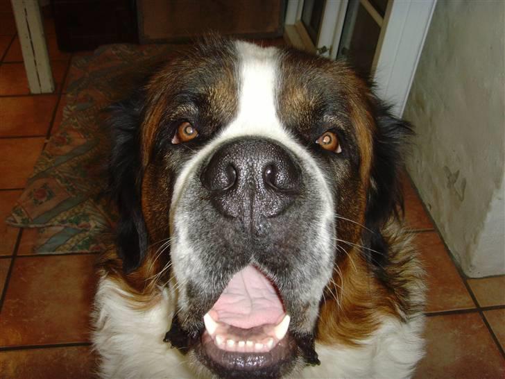 Sankt bernhardshund ~Aslan~ - .. Gaaab....! billede 20