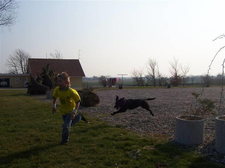 Blanding af racer Molly billede 7